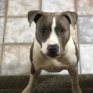 Meet your Posher, Posh